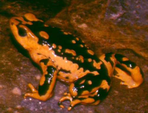 Atelopus patazensis - Photo (c) Alessandro Catenazzi, some rights reserved (CC BY-SA)
