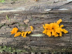Dacrymyces