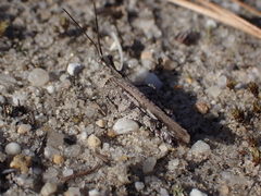 Psinidia fenestralis