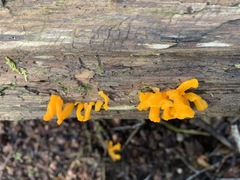 Dacrymyces