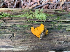 Dacrymyces