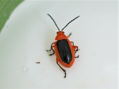 Disonycha discoidea