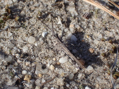 Psinidia fenestralis