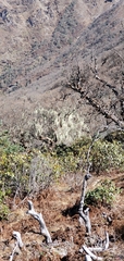 Usnea longissima