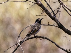 Purnella albifrons
