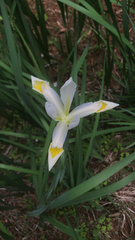 Iris orientalis