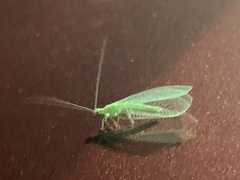 Chrysopa nigricornis
