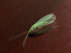 Chrysopa nigricornis