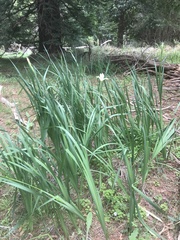 Iris orientalis
