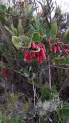 Macleania rupestris