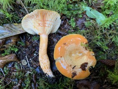 Lactarius thyinos