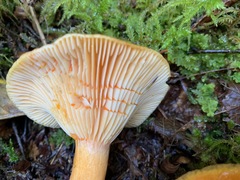 Lactarius thyinos