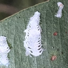 Eucalyptolyma maideni