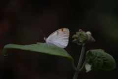 Colotis aurora