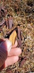 Rhododendron anthopogon