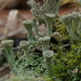 Cladonia chlorophaea - Photo (c) Hans, some rights reserved (CC BY-NC), uploaded by Hans