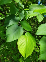 Morus rubra