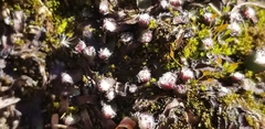 Mannia fragrans