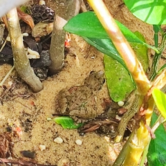 Fejervarya limnocharis