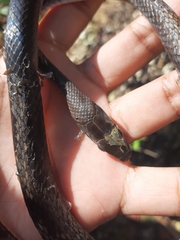 Mastigodryas melanolomus