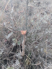 Echeveria quitensis