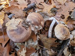 Agaricus depauperatus
