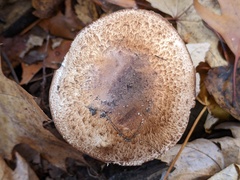 Agaricus depauperatus