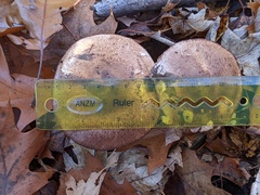 Agaricus depauperatus