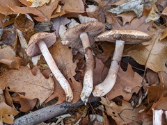 Agaricus depauperatus
