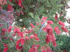 Platycercus elegans flaveolus