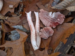Agaricus depauperatus