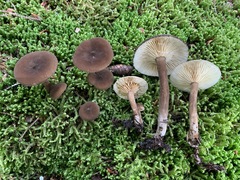 Lactarius lignyotus