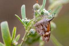 Libytheana carinenta