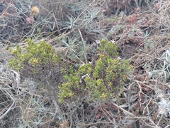 Arcytophyllum thymifolium