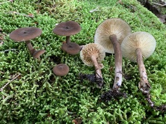 Lactarius lignyotus