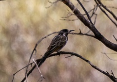 Purnella albifrons