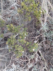 Arcytophyllum thymifolium