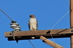 Buteo jamaicensis