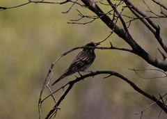 Purnella albifrons