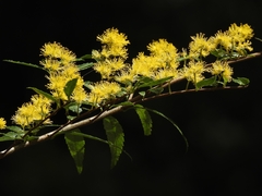 Azara lanceolata