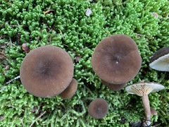 Lactarius lignyotus