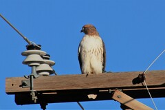 Buteo jamaicensis