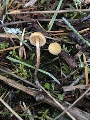 Galerina badipes