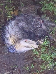 Didelphis virginiana