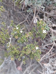 Arcytophyllum thymifolium