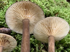 Lactarius lignyotus