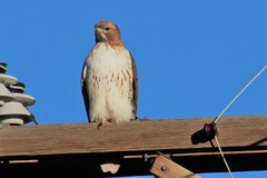Buteo jamaicensis