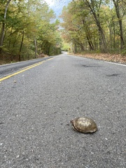 Terrapene carolina