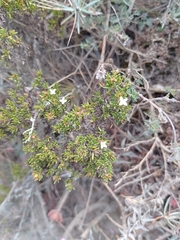 Arcytophyllum thymifolium