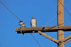 Buteo jamaicensis